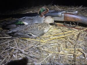 Chasse aux canards